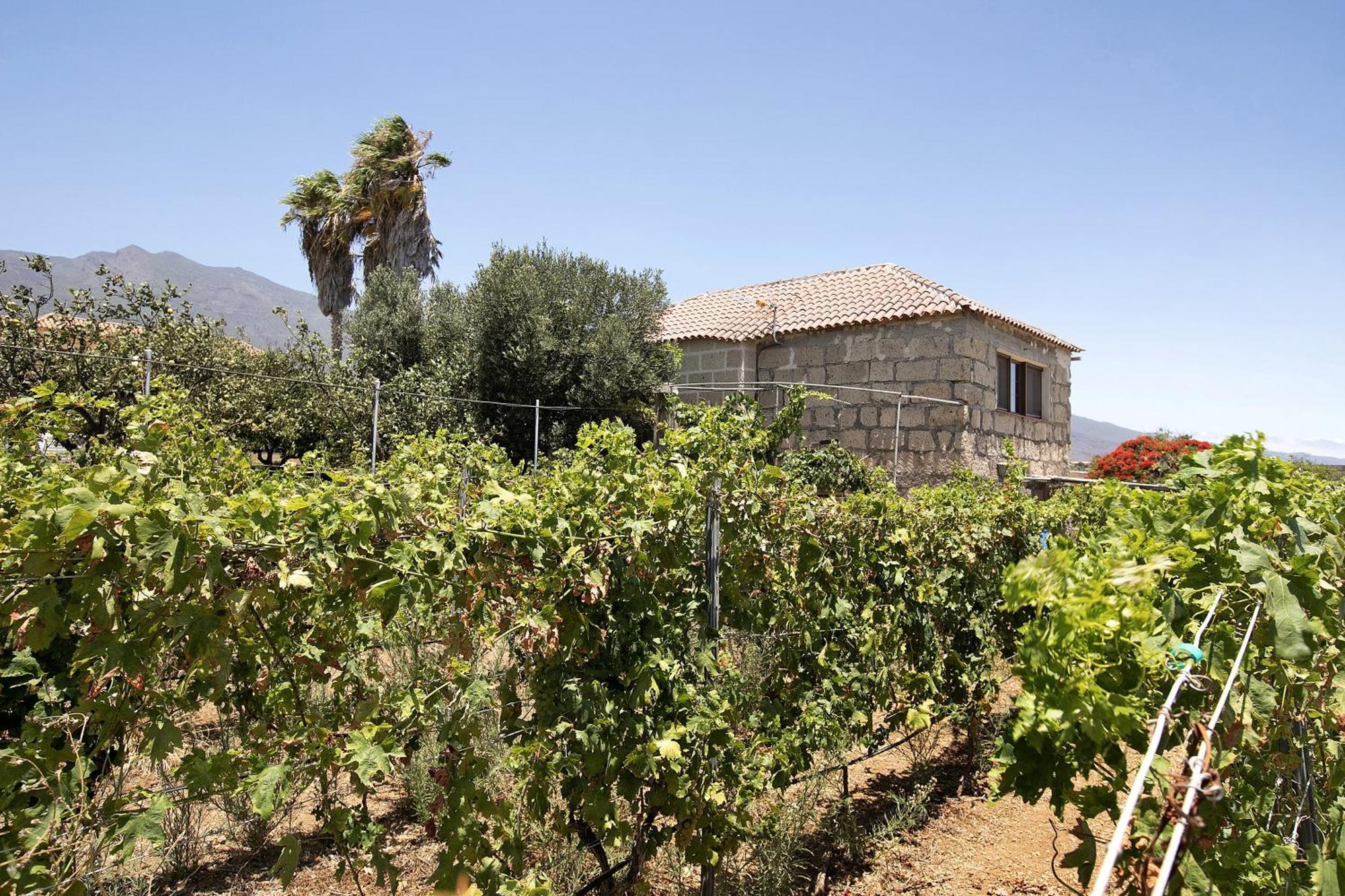 Las Tres Palmeras Güimar Εξωτερικό φωτογραφία